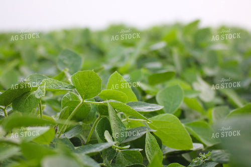 Midseason Soybeans 82293