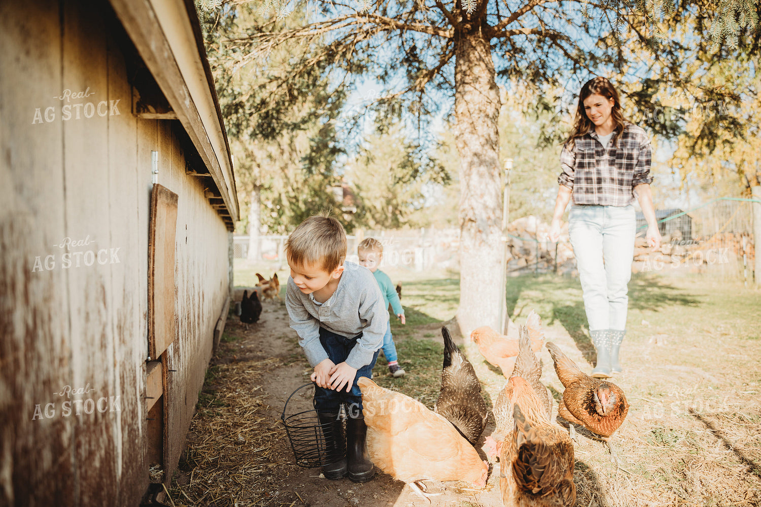 Farm Family Collecting Eggs 6805