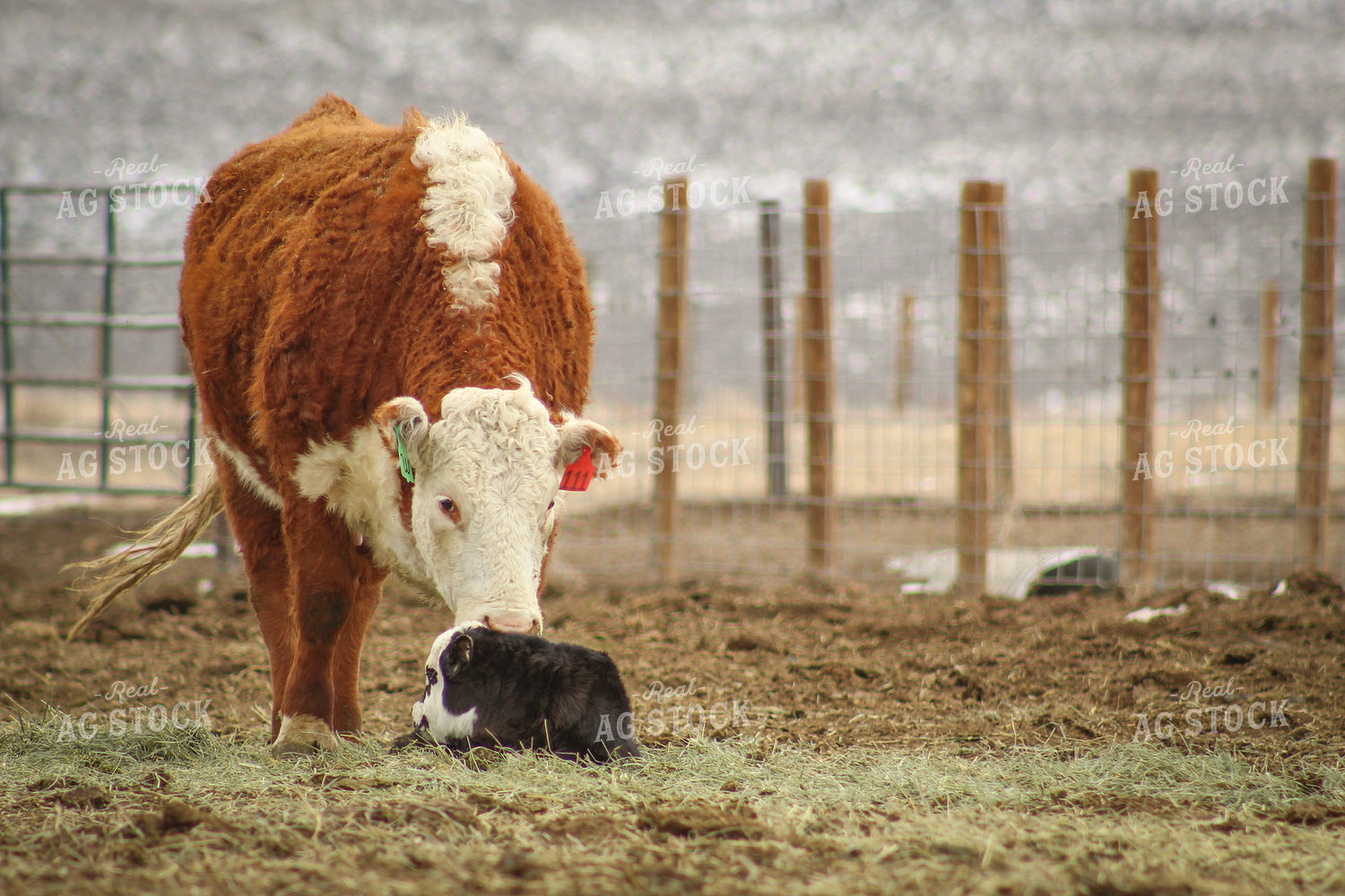 Hereford Cow and Calf Pair 78090