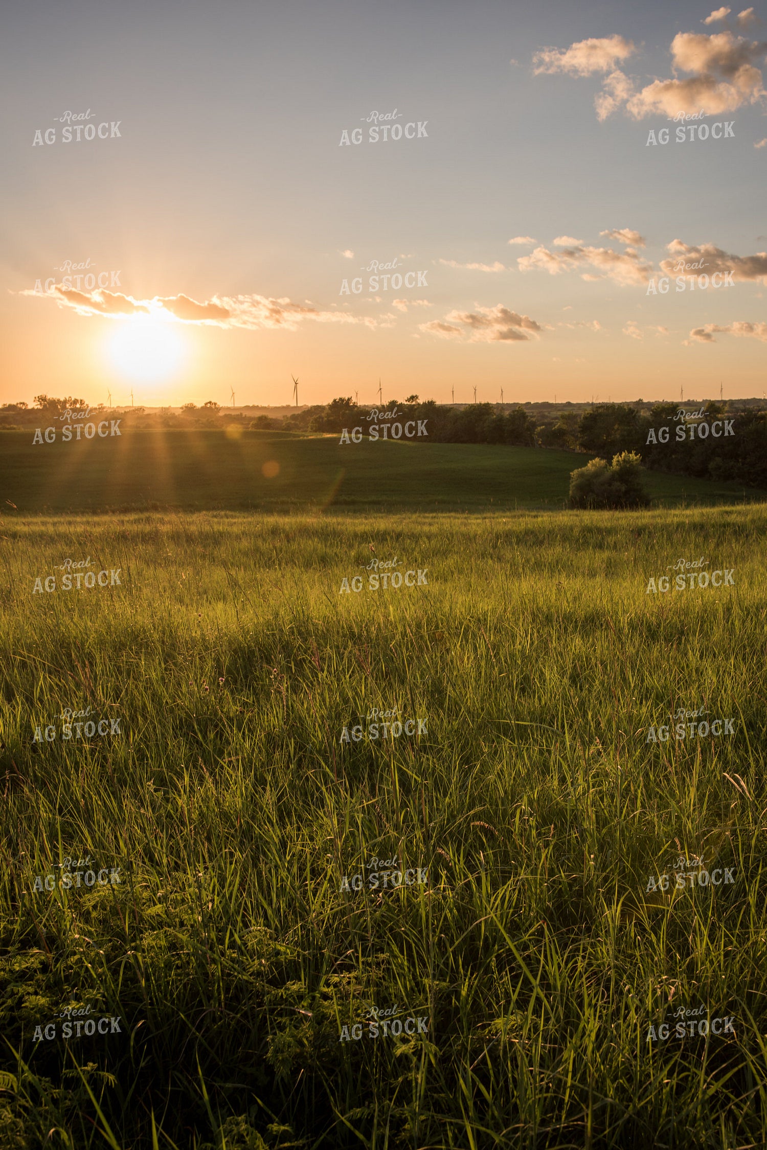 Pasture 76579