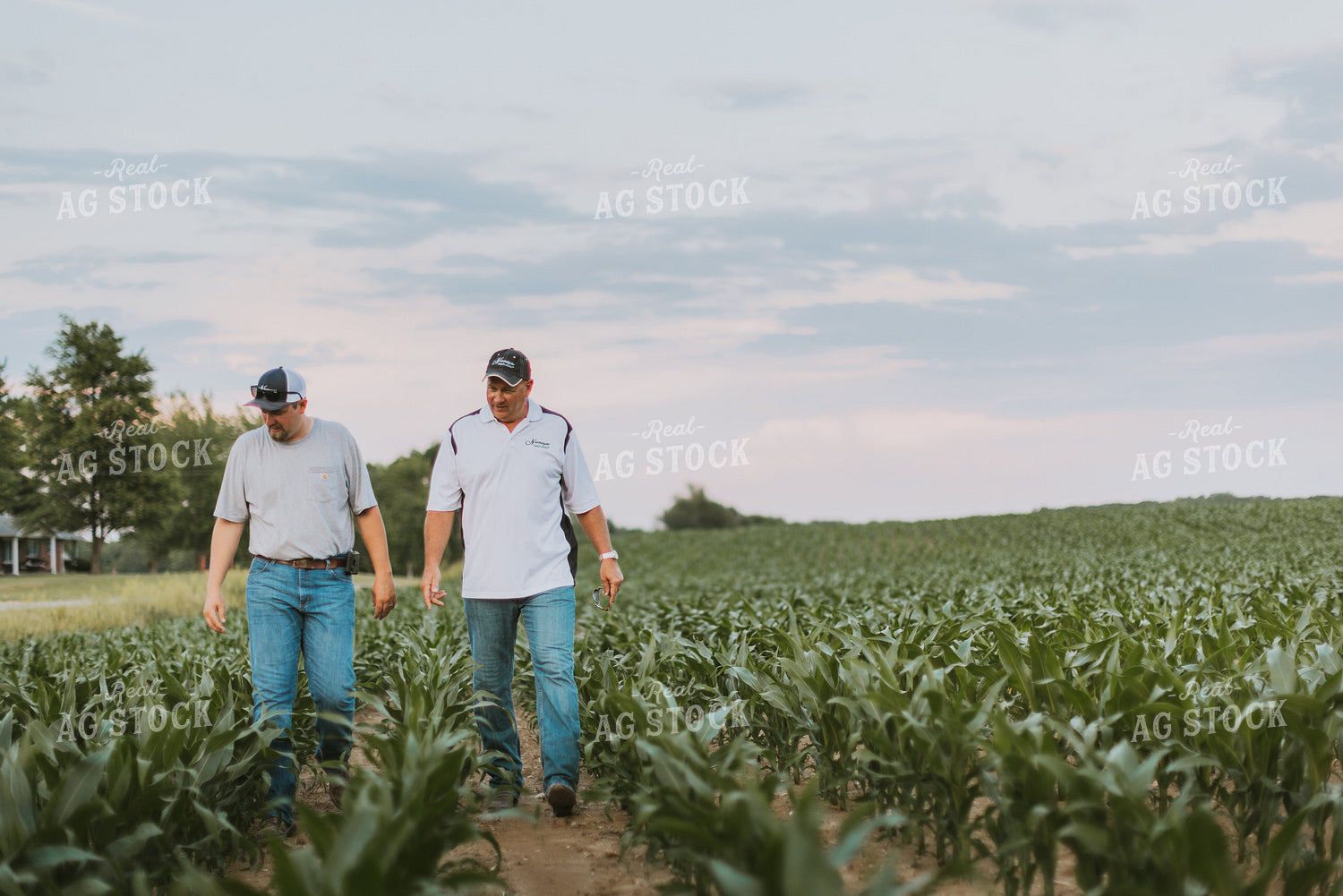 Farmers Scouting Corn Field 7820