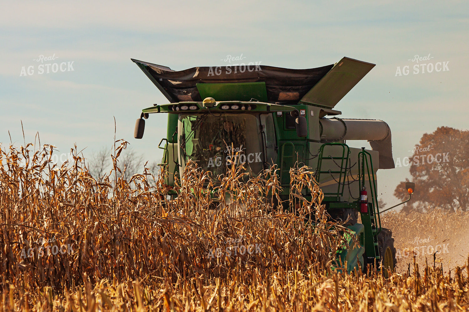 Corn Harvest 150025