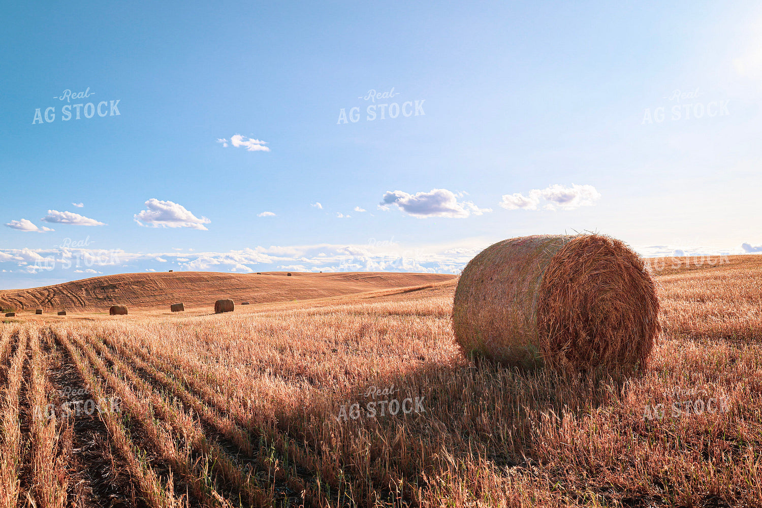 Hay Bales 187000