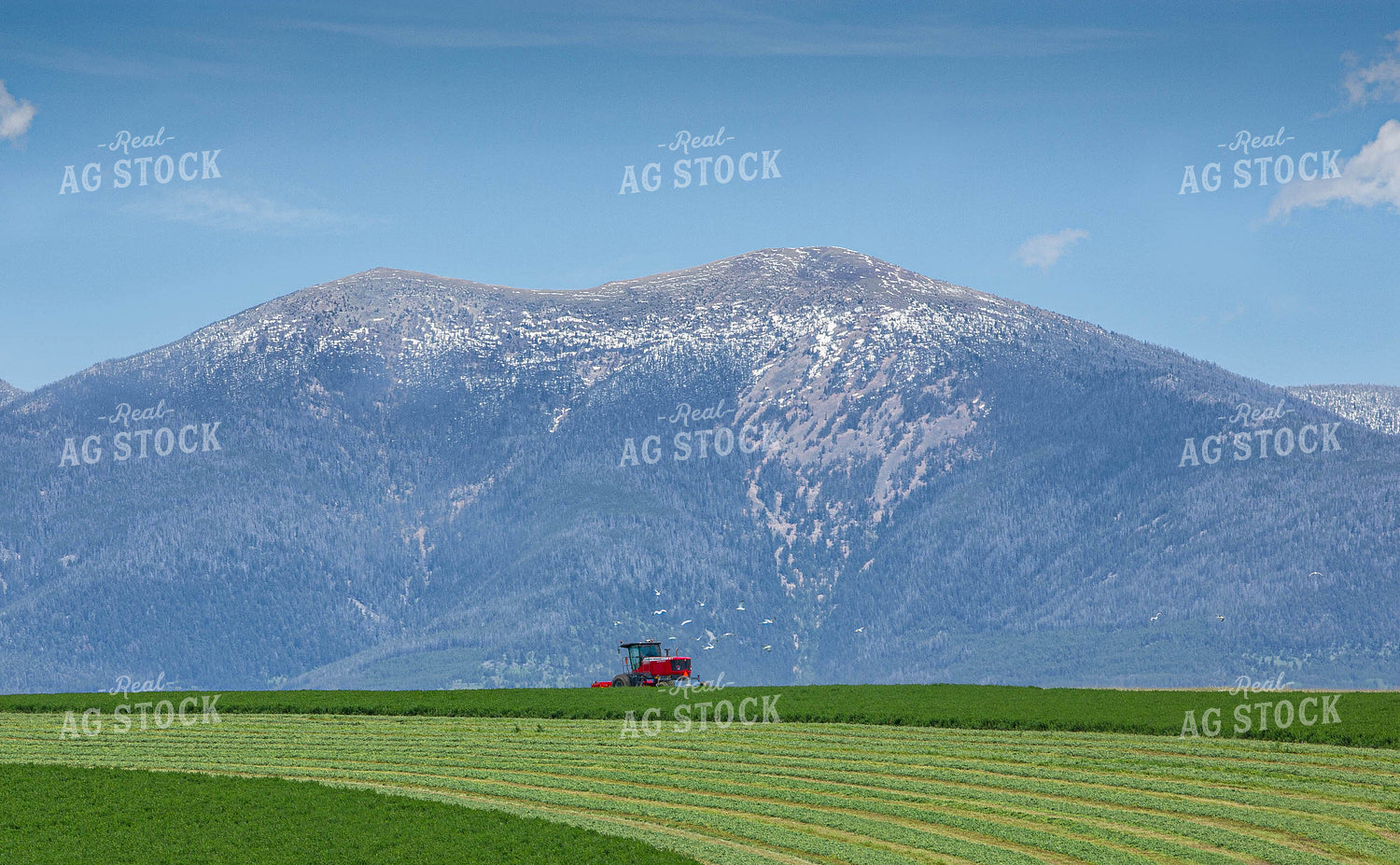 Cutting Hay Field 81037
