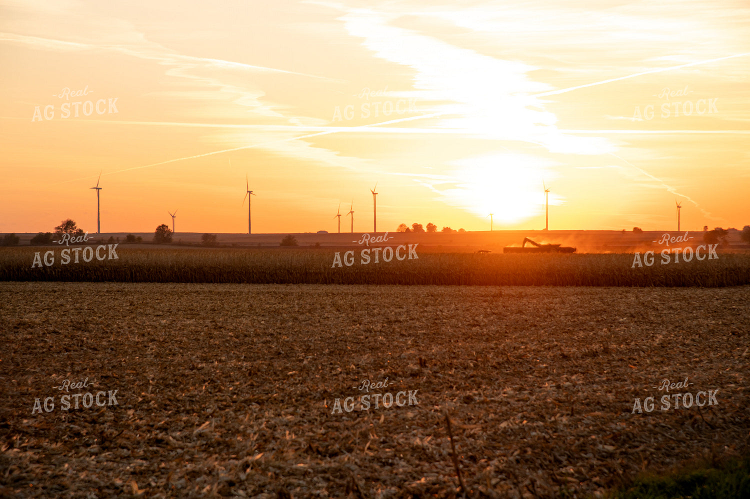 Combine Harvesting Corn at Sunset 25850