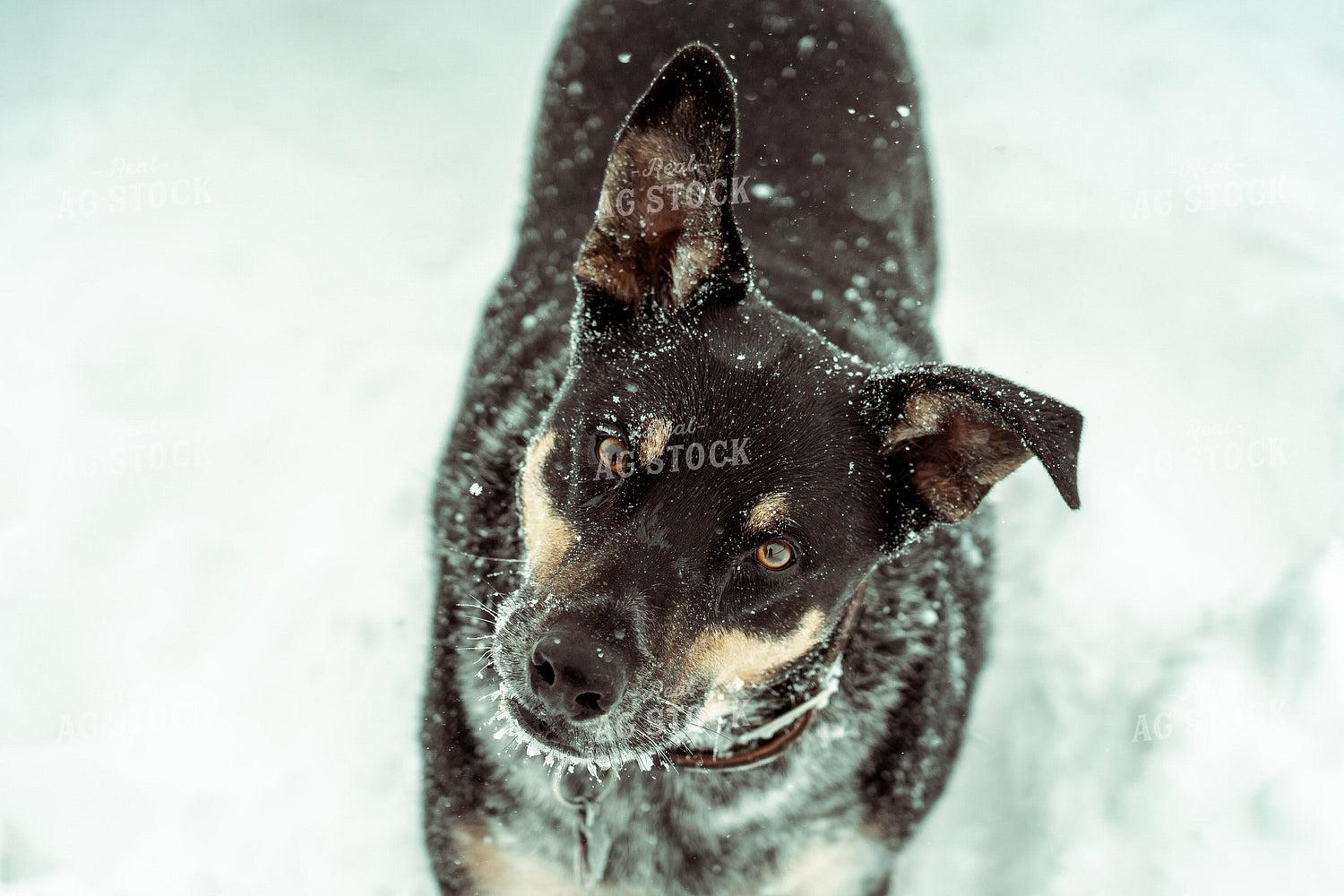 Dog in Snow 58056