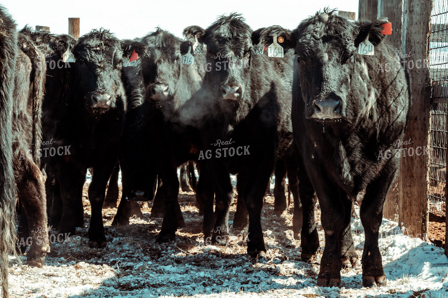 Angus Cattle in Winter Pen 58098
