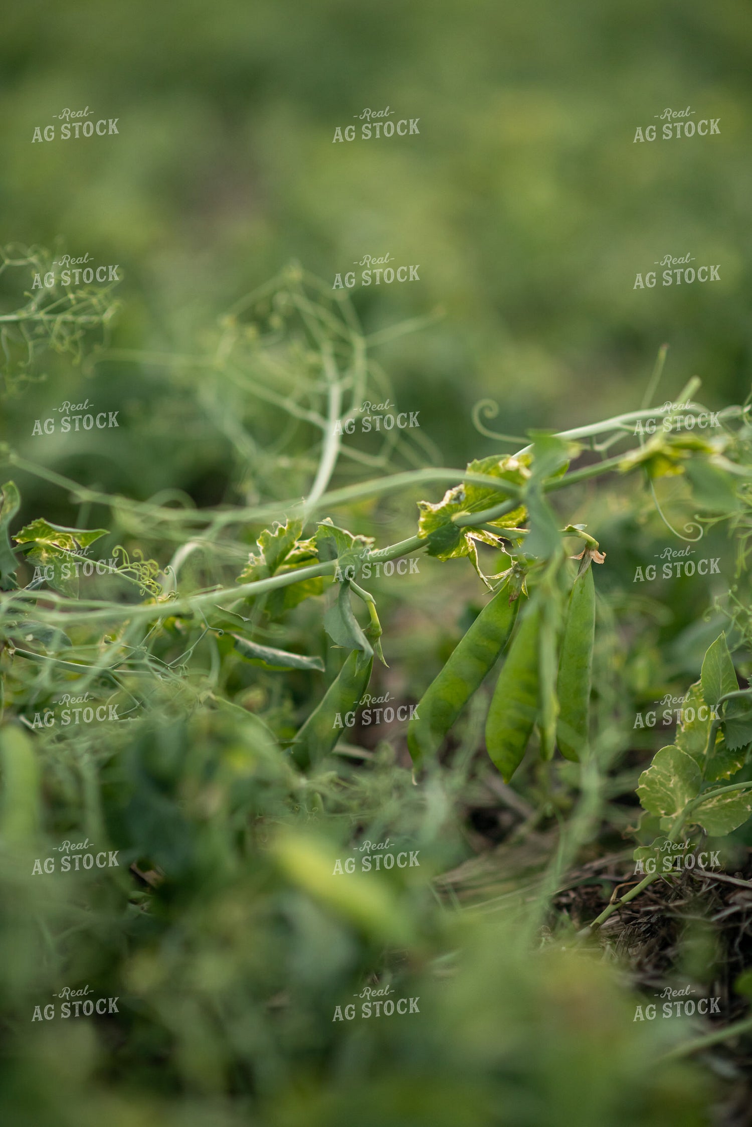 Up Close Pea Plant 76210