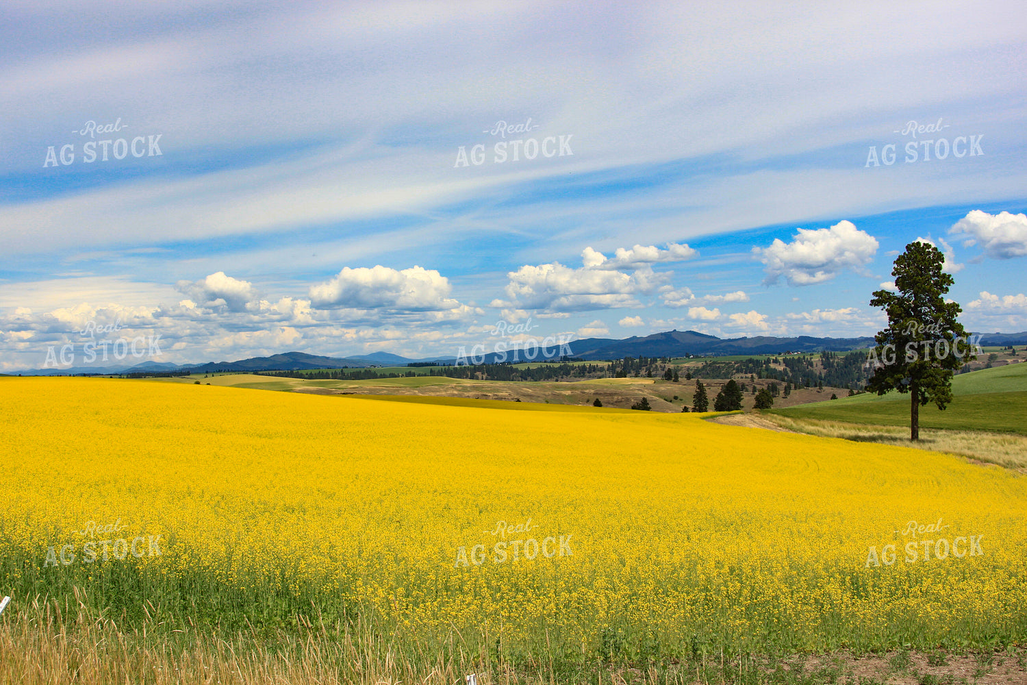 Mustard Field 188066