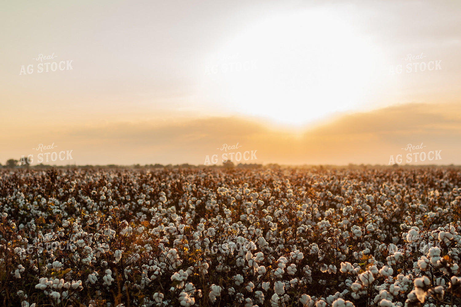 Field of Cotton 59059