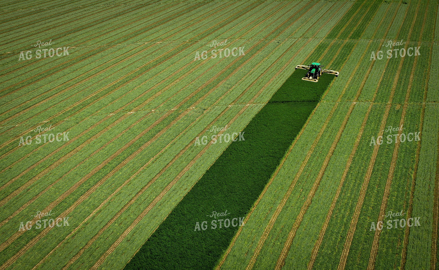 Cutting Alfalfa Hay 56027