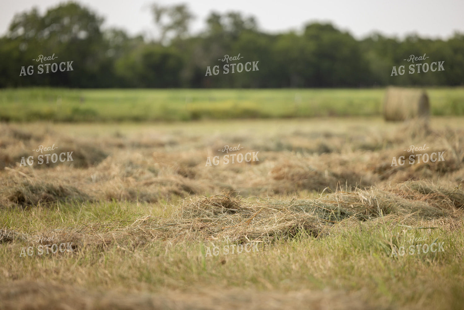 Cut Hay 143022