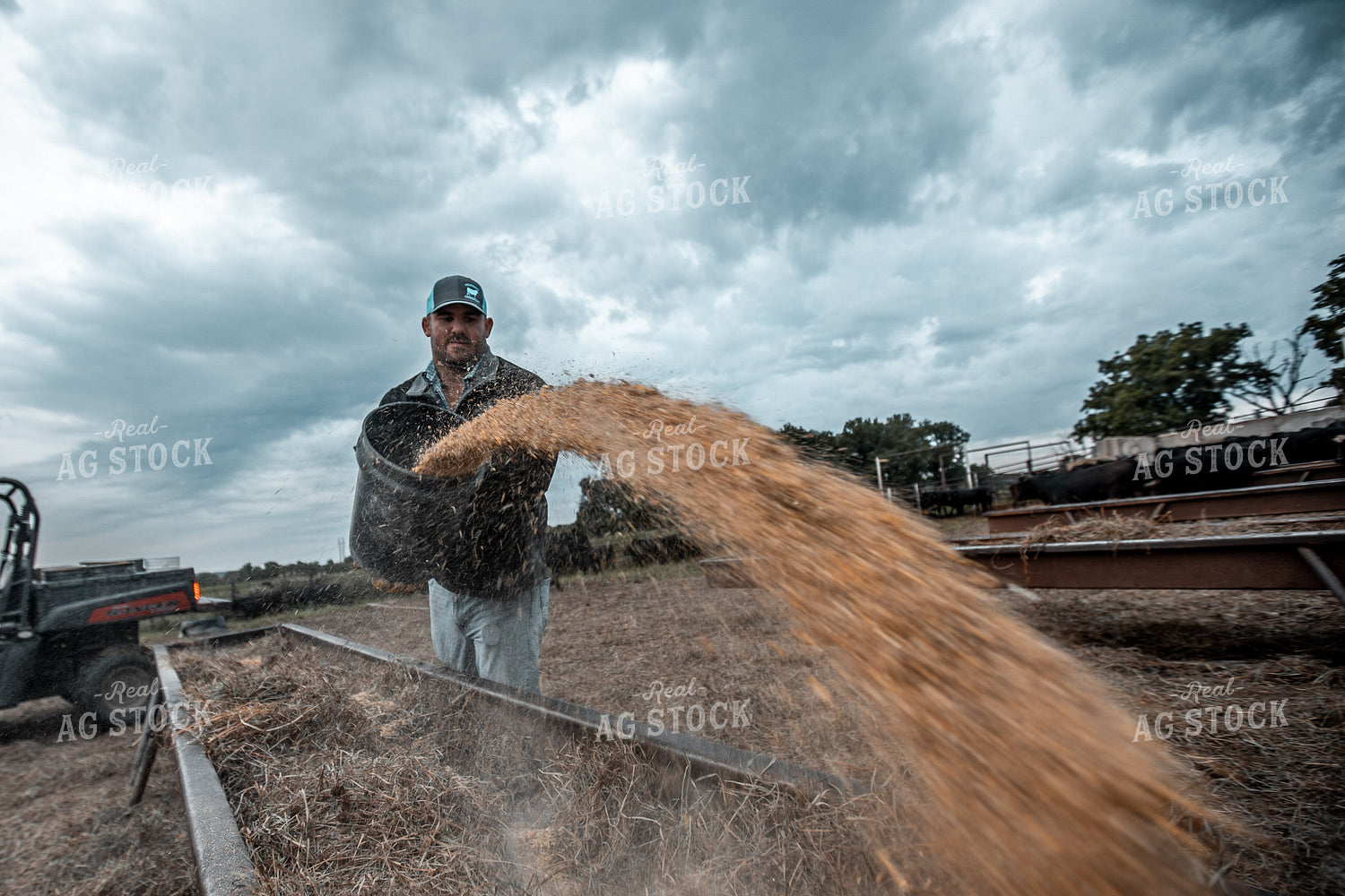 Farmer Feeding Cattle 250060