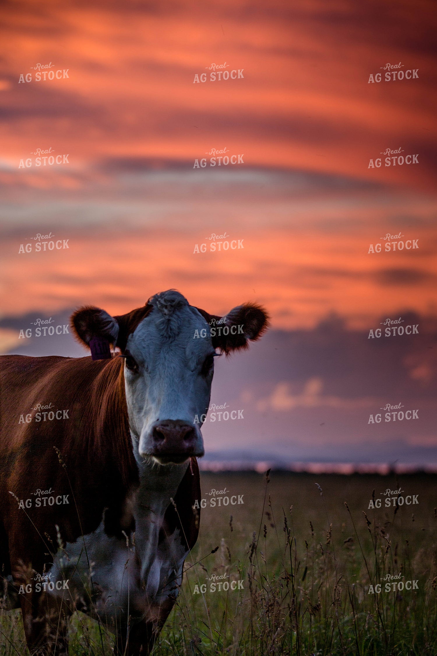 Hereford Cow at Sunset 81053