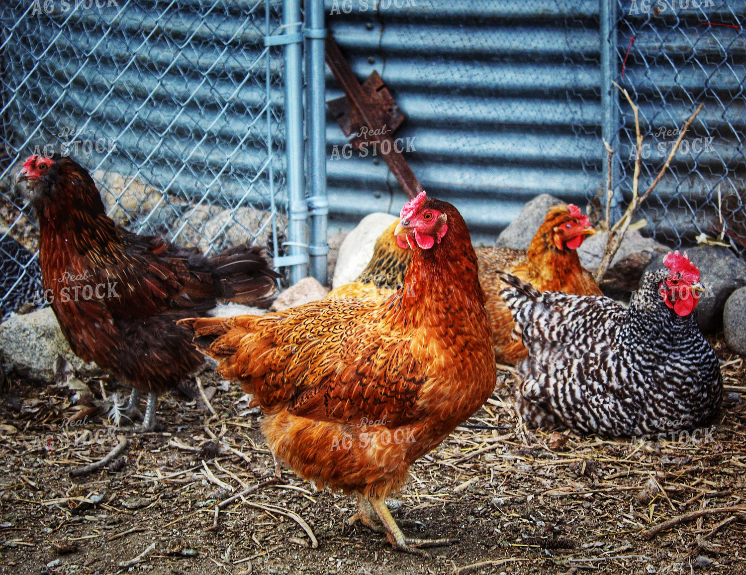 Chickens 141222