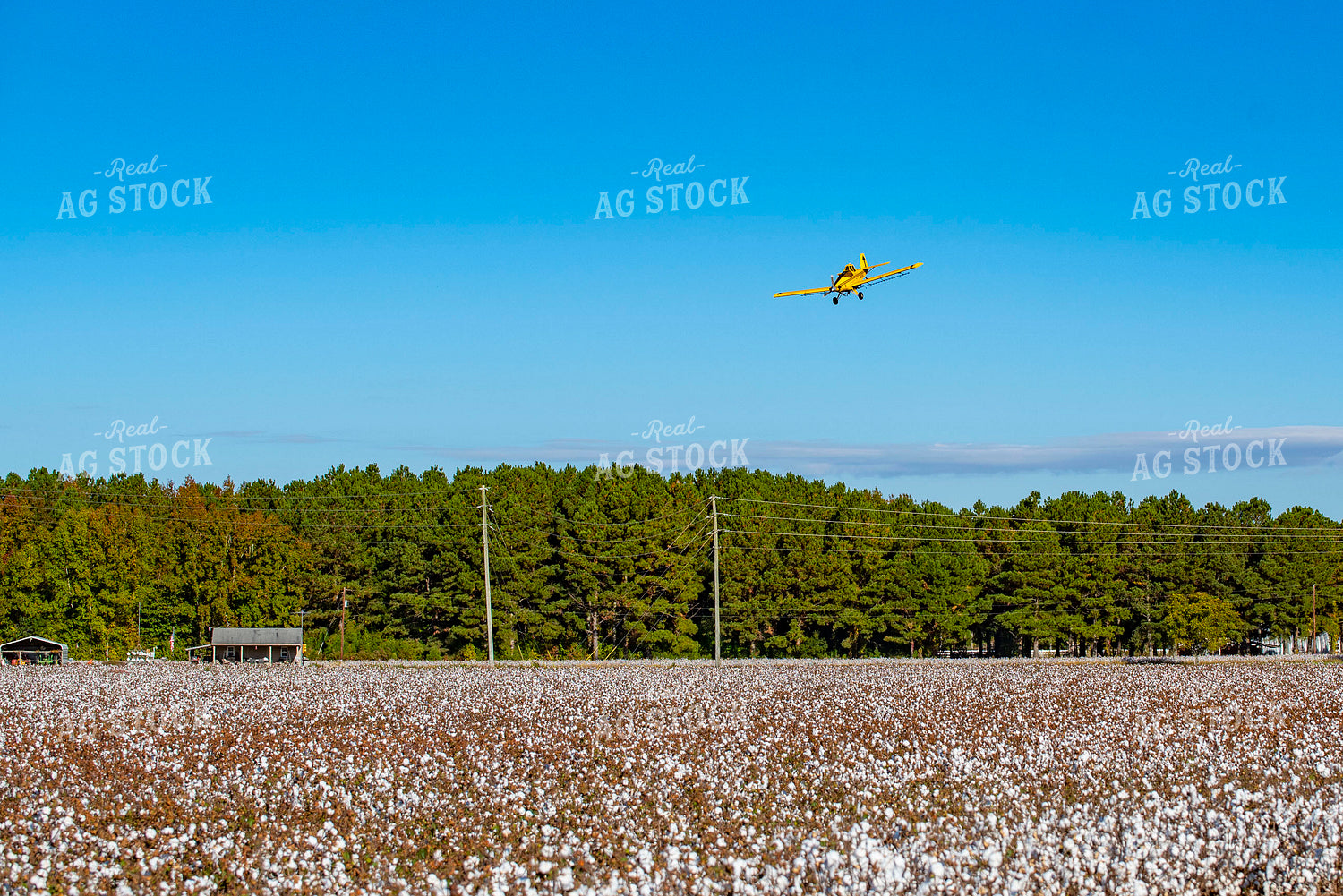 Crop Duster Spraying Cotton Field 136248