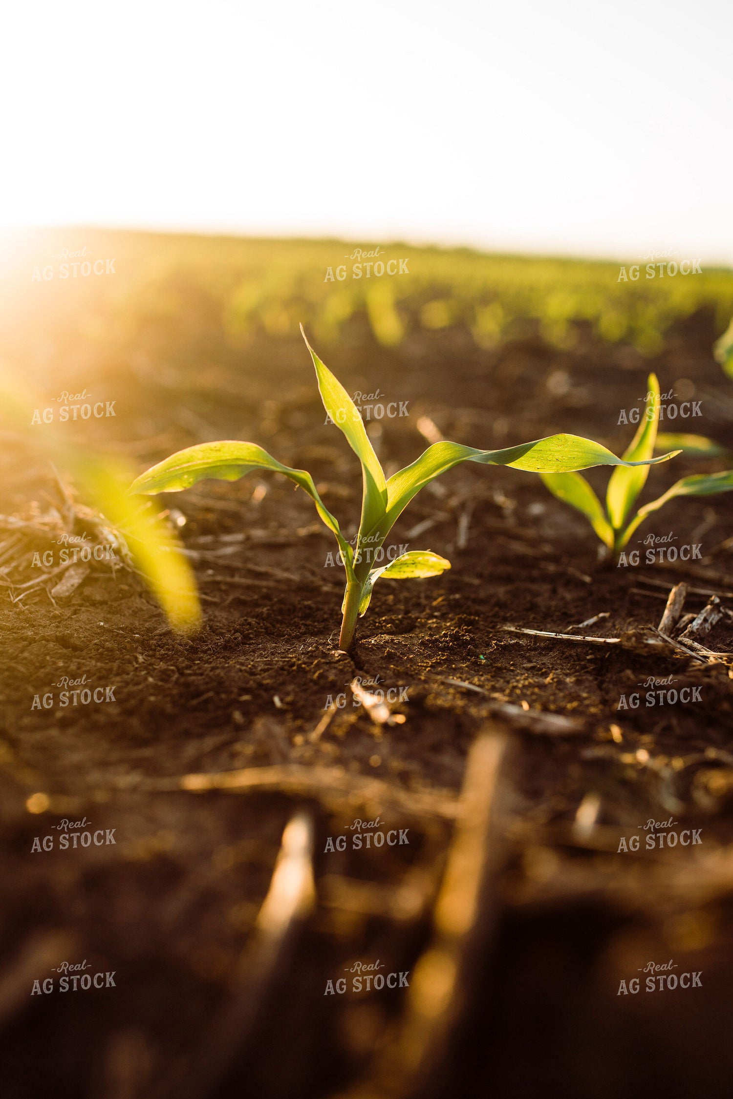 Early Growth Corn 2975