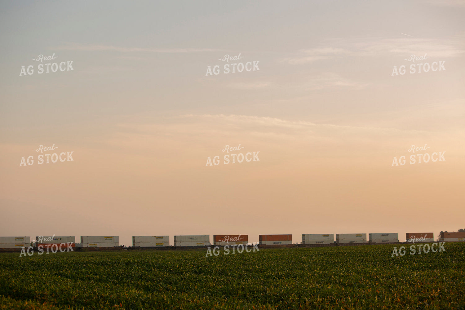 Soybeans - Mid-Season 2382