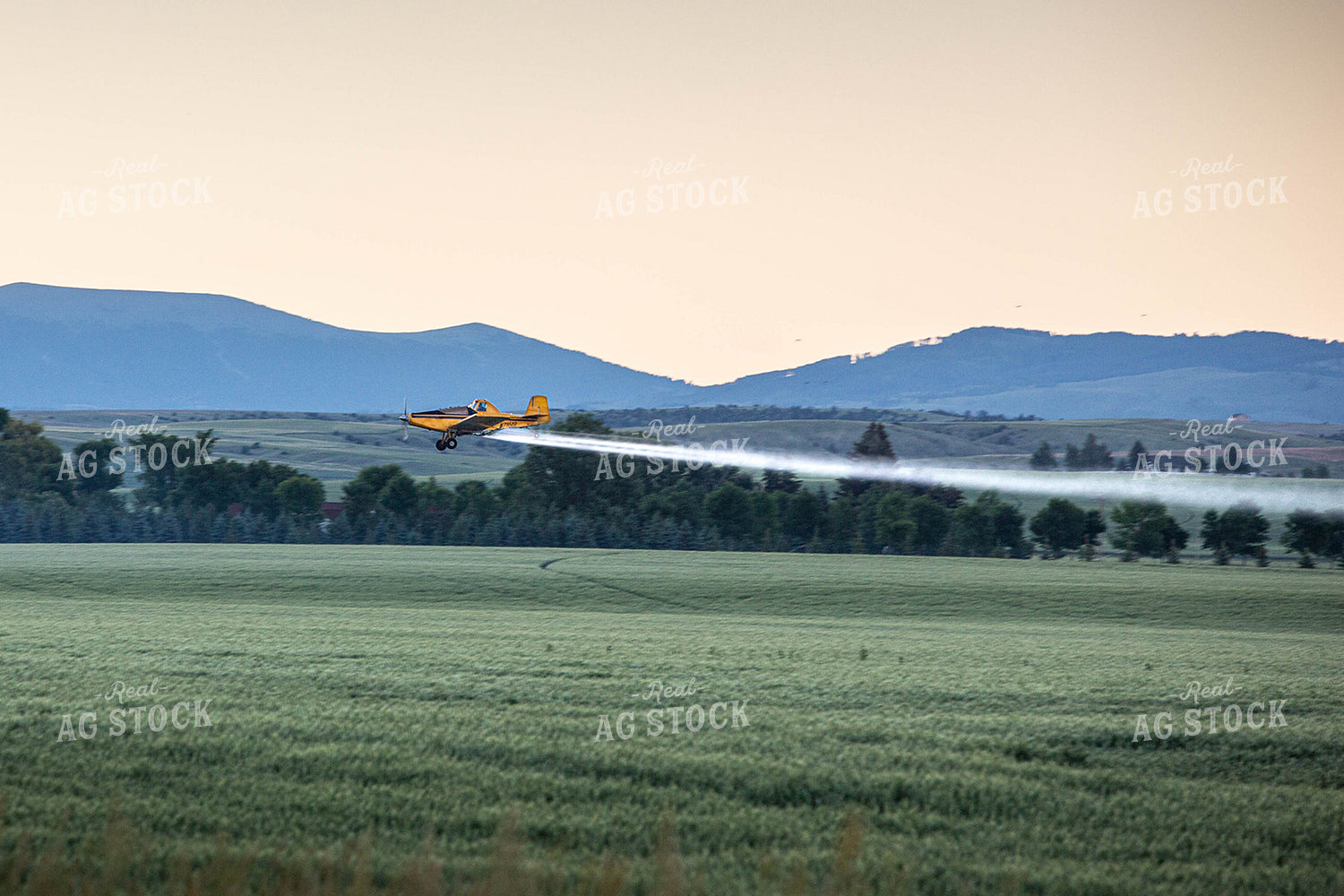 Crop Duster Sprays Growing Field at Sunset 81129
