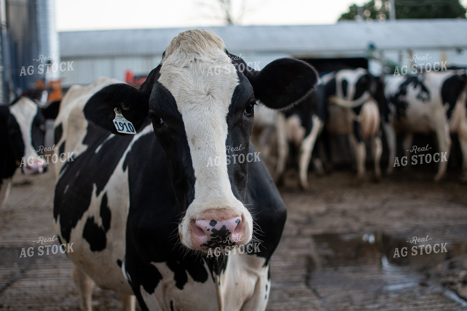 Holstein Cattle 50328