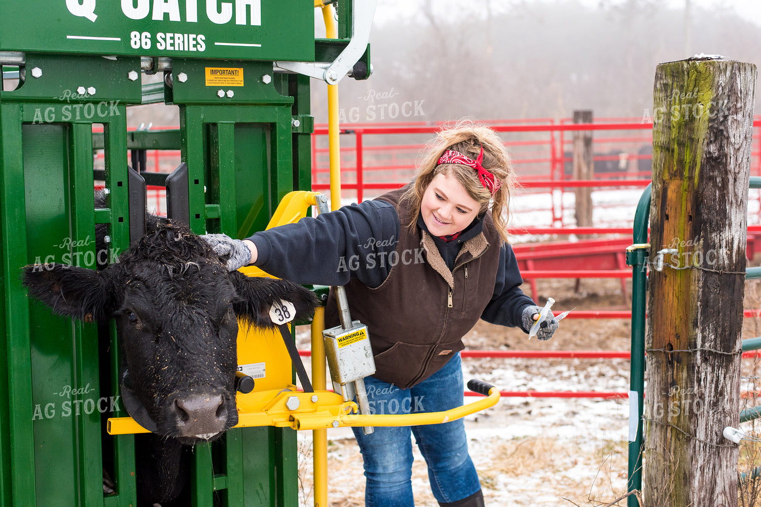 Cow in Squeeze Chute with Farmer 74058