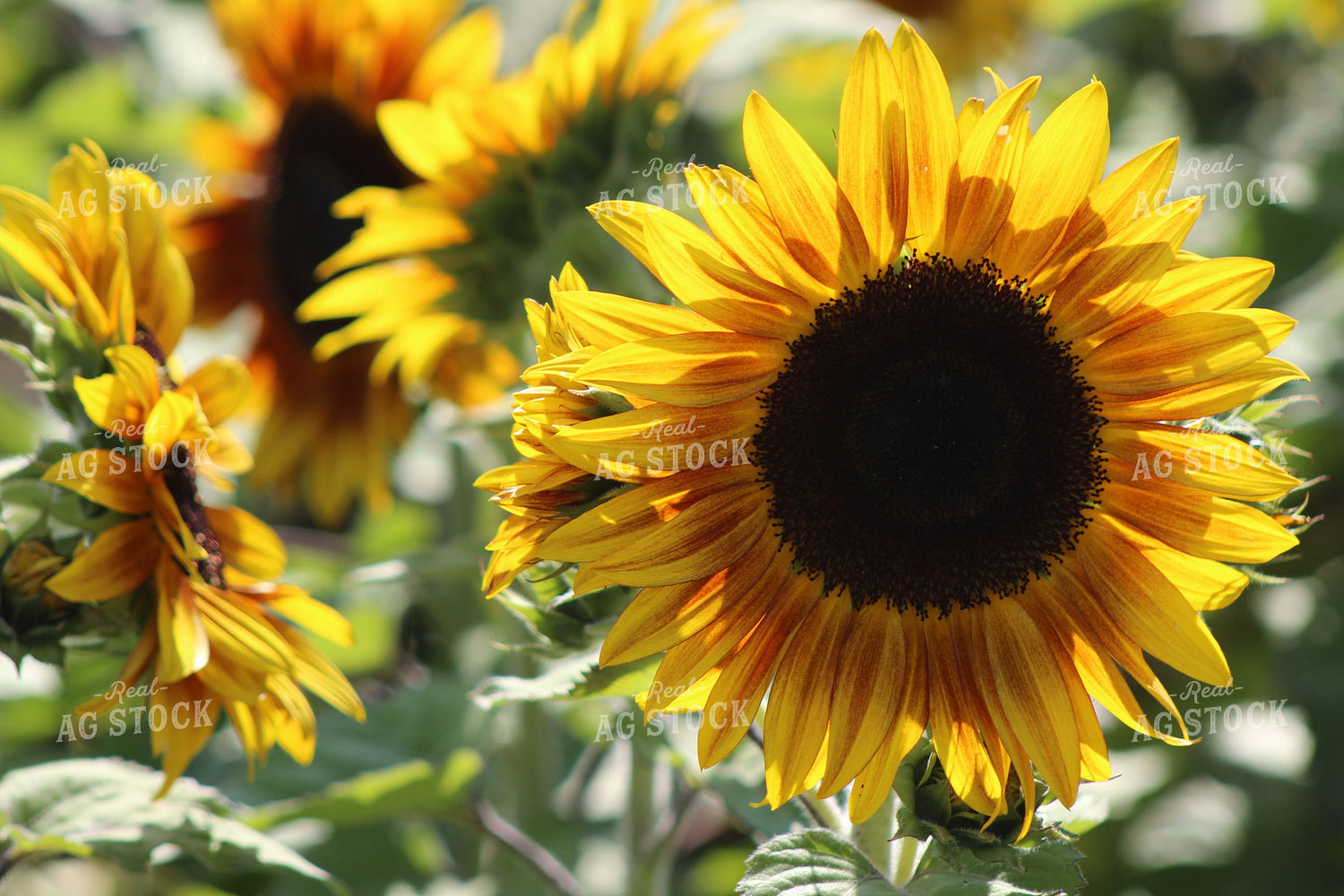 Sunflower Plants 73016