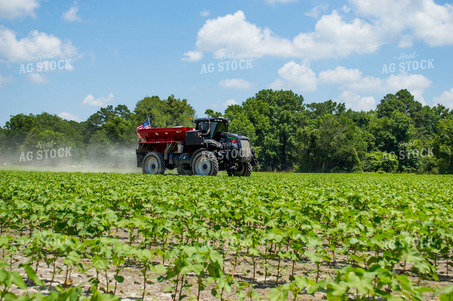 Spreading Dry Fertilizer in Cotton Field 136188