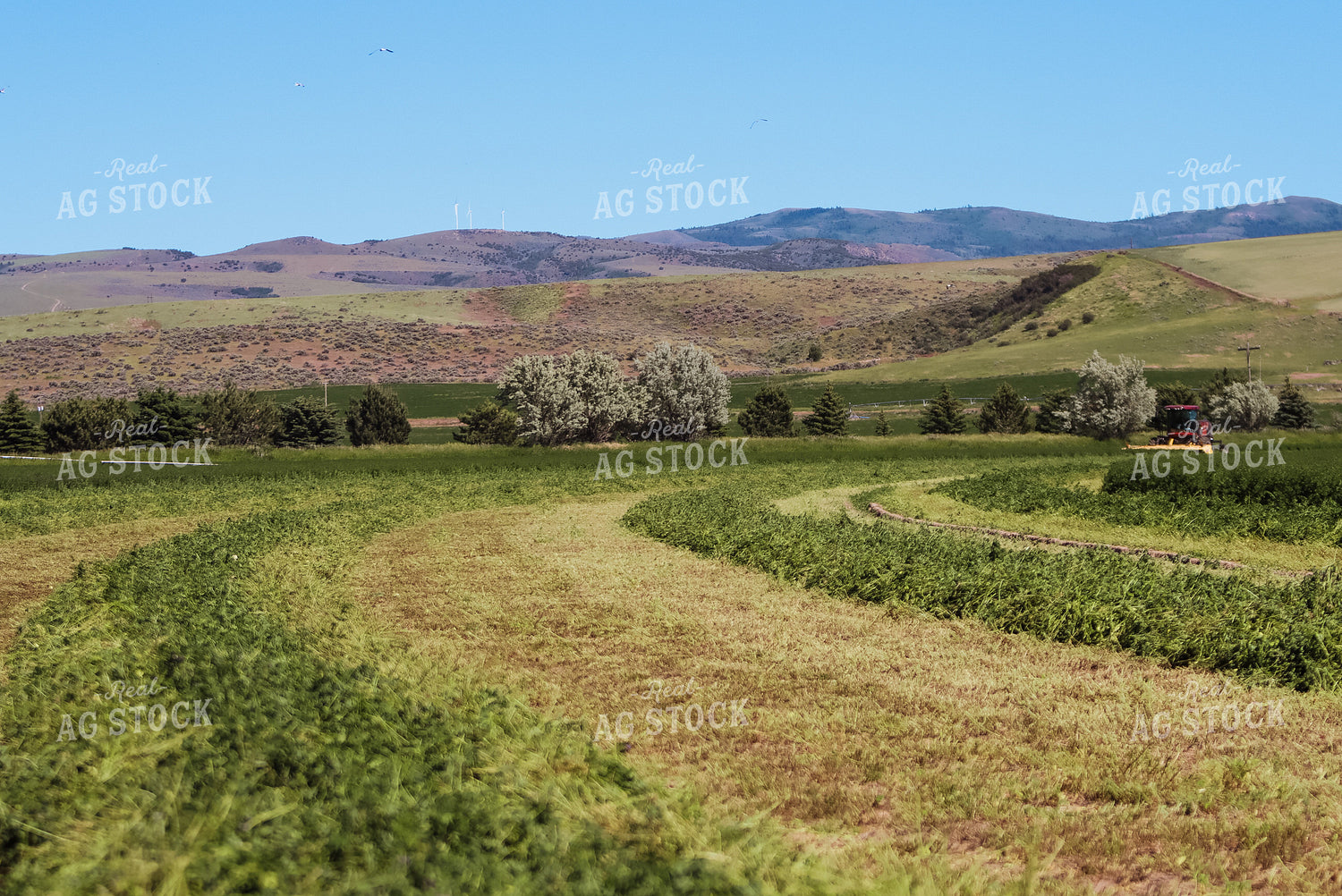 Windrowed Hay 83002