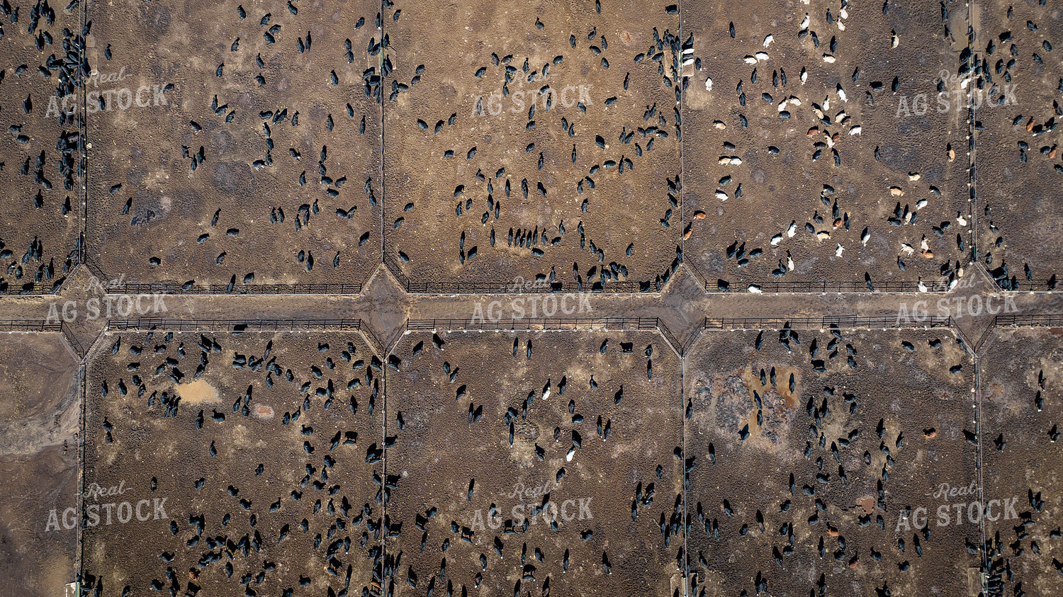 Cattle Feedlot Drone 56438