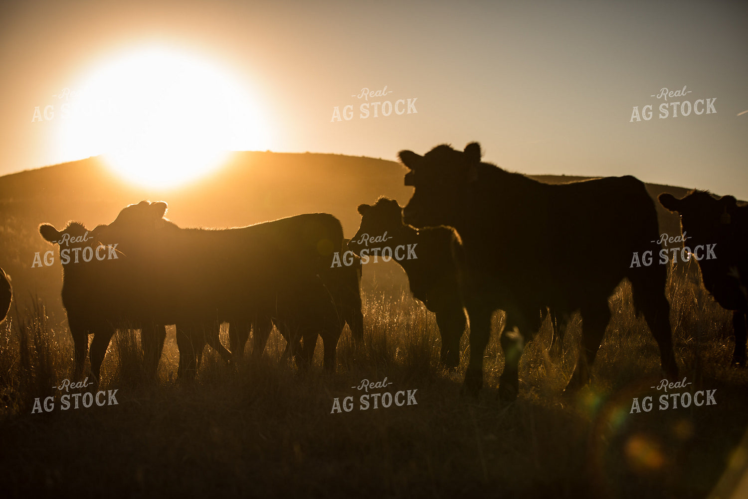 Angus Cattle on Pasture 147005