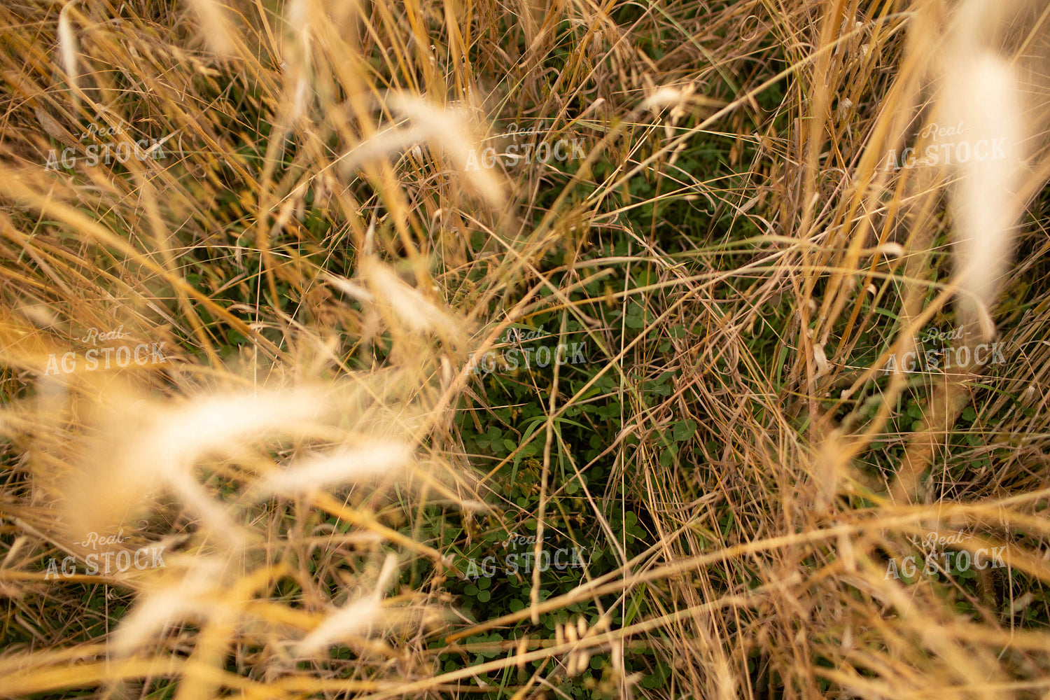 Rye Field with Clover 5980