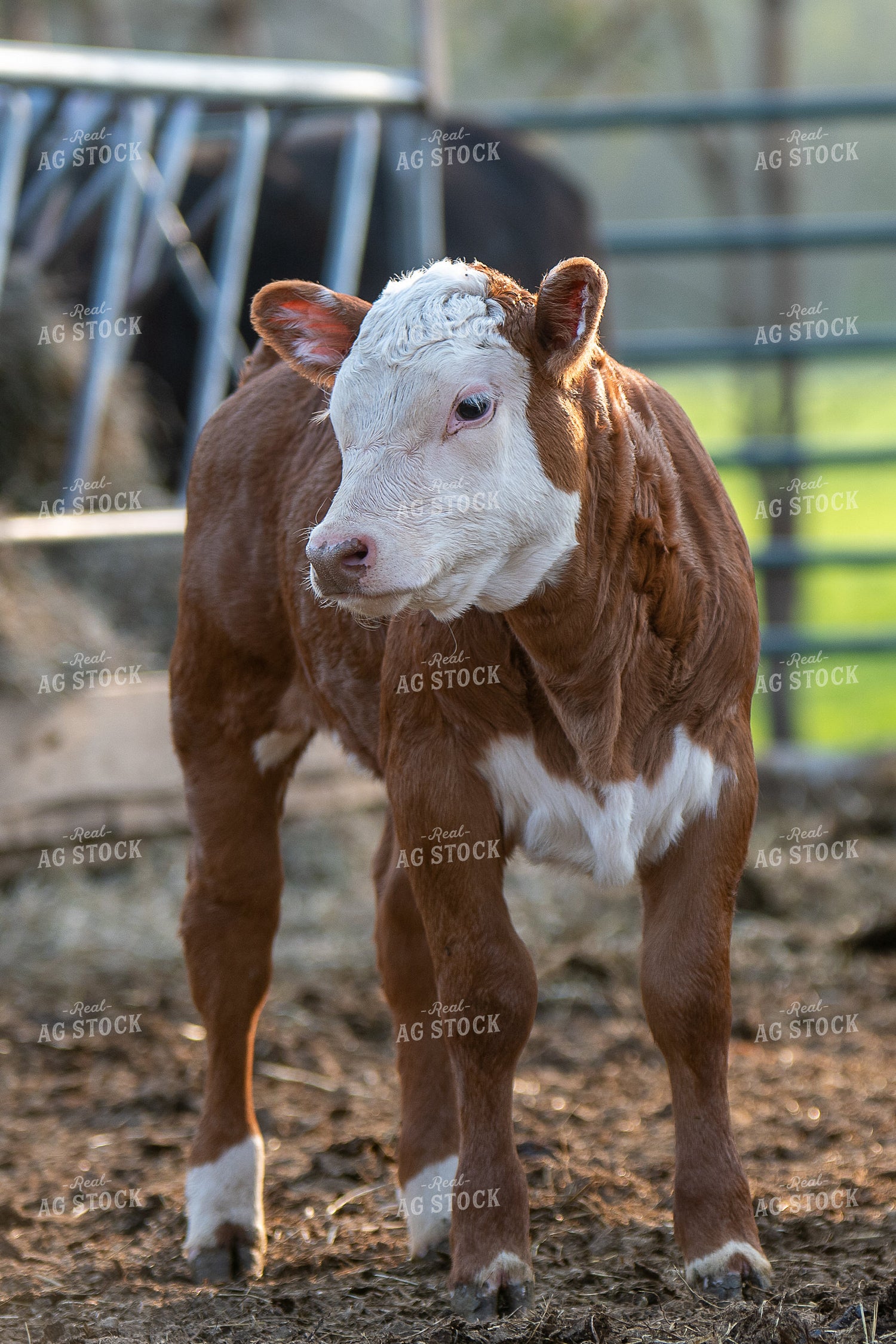 Hereford Calf in Farmyard 50224