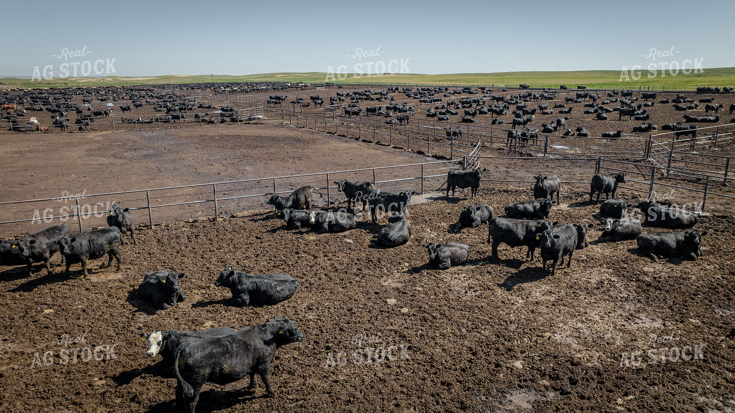 Cattle Feedlot Drone 56453