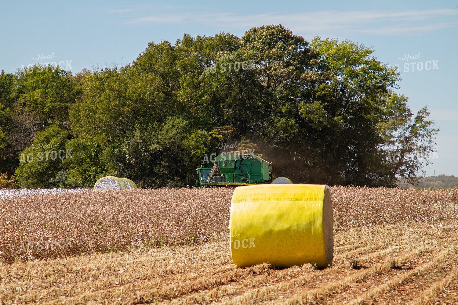 Cotton Picker in Field with Bales 79090