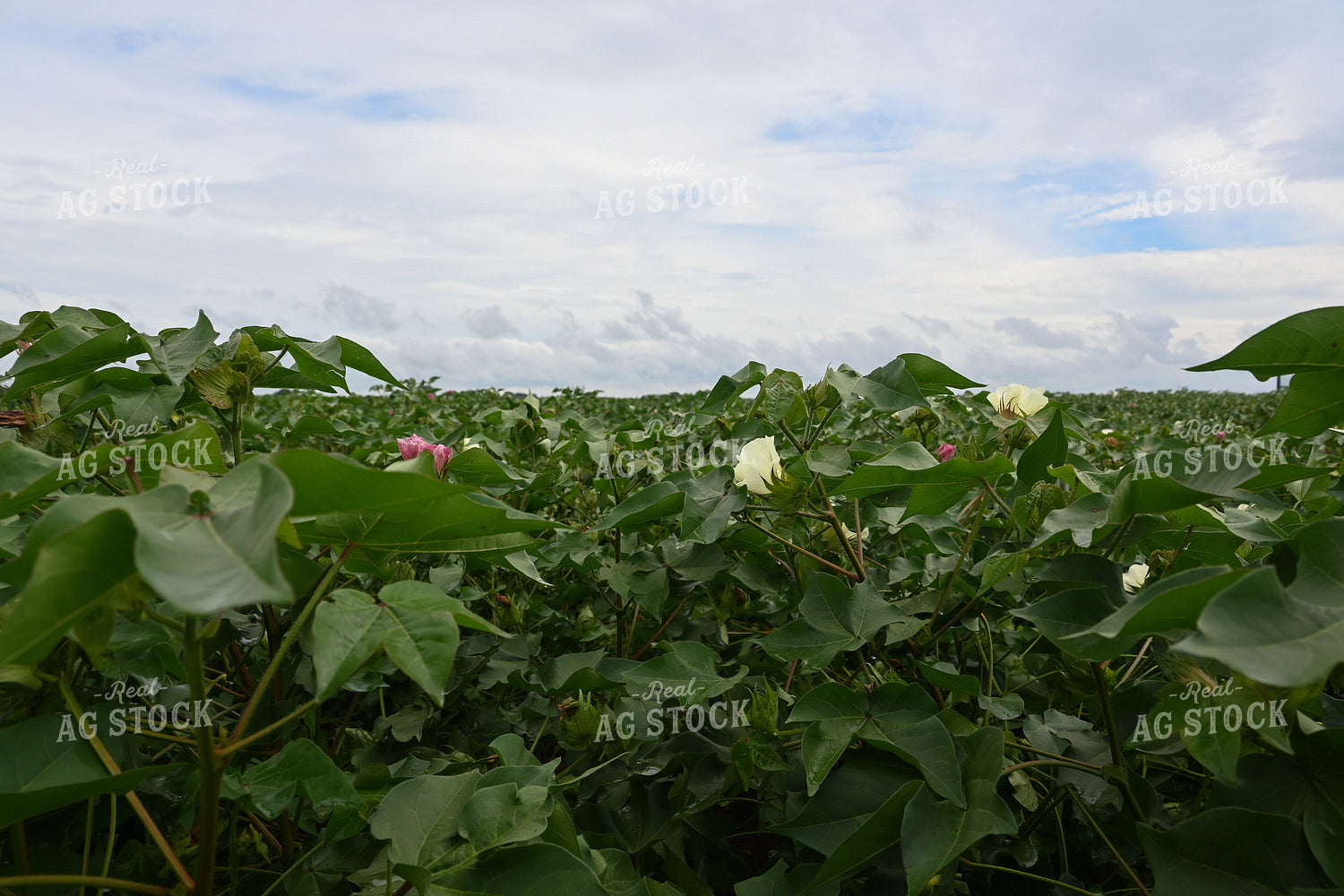 Blossuming Cottle Field 149016