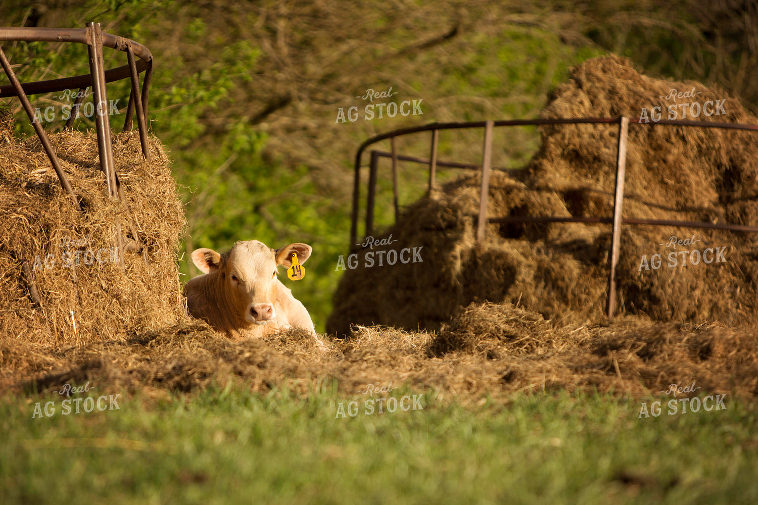 Calf - Charolais and Angus Cross 9