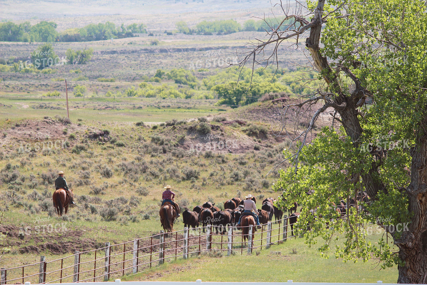 Cattle Gather 63071