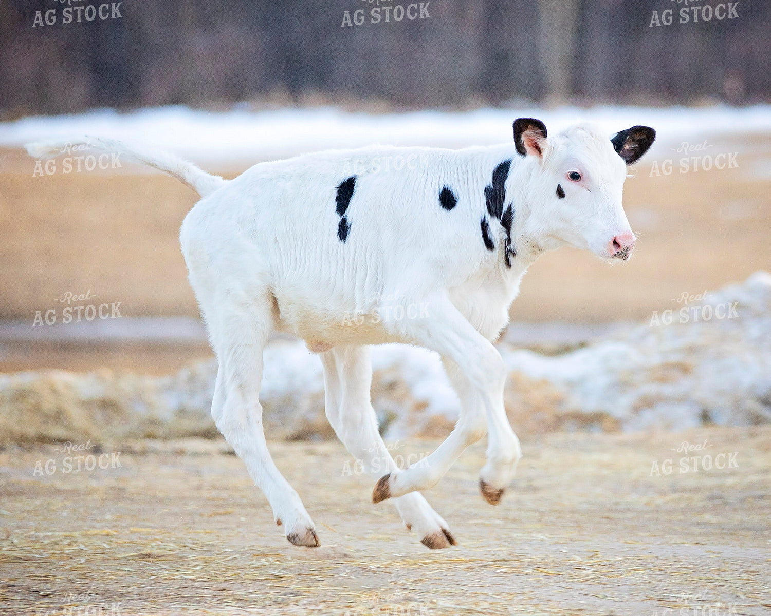 Holstein Calf 55067