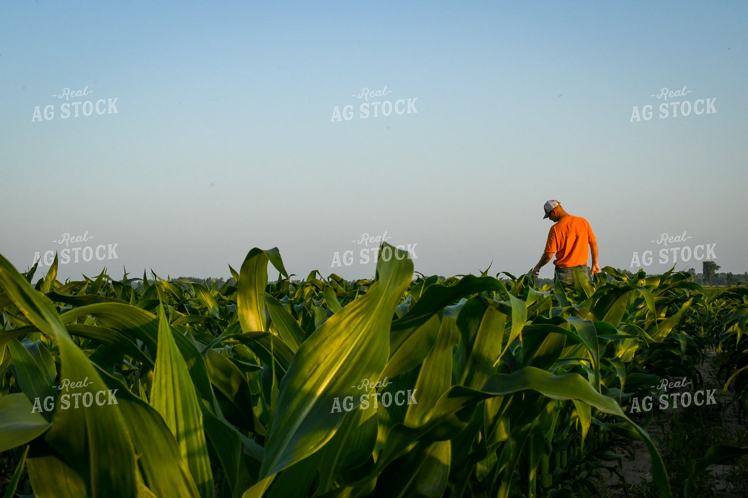 Checking Corn 191119