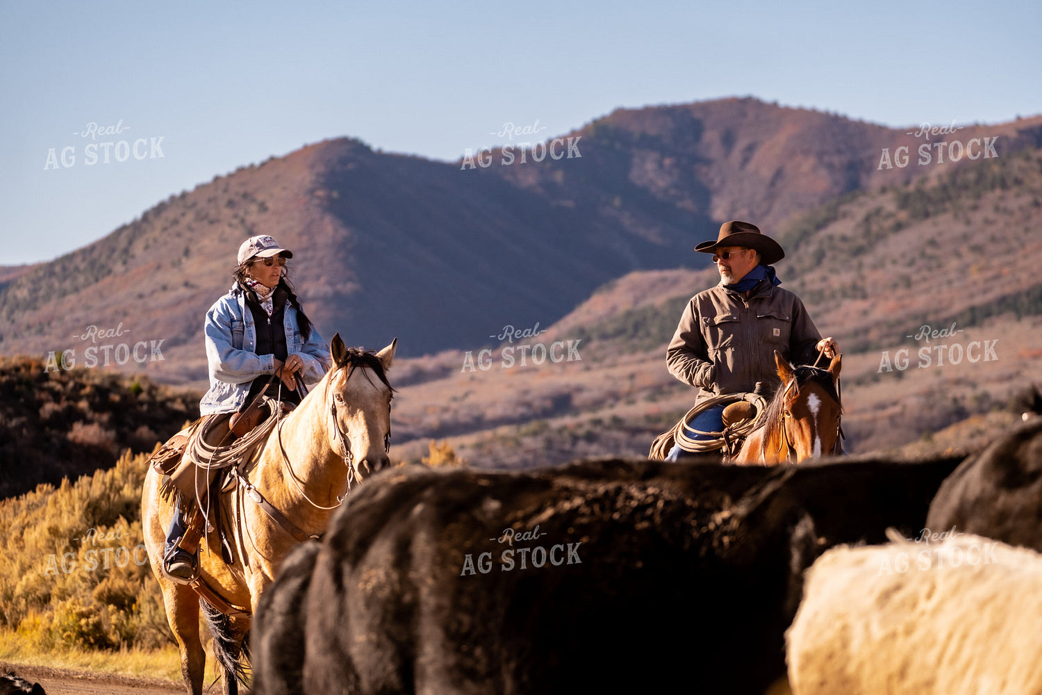 Ranchers Herding Cattle on Horseback 163024