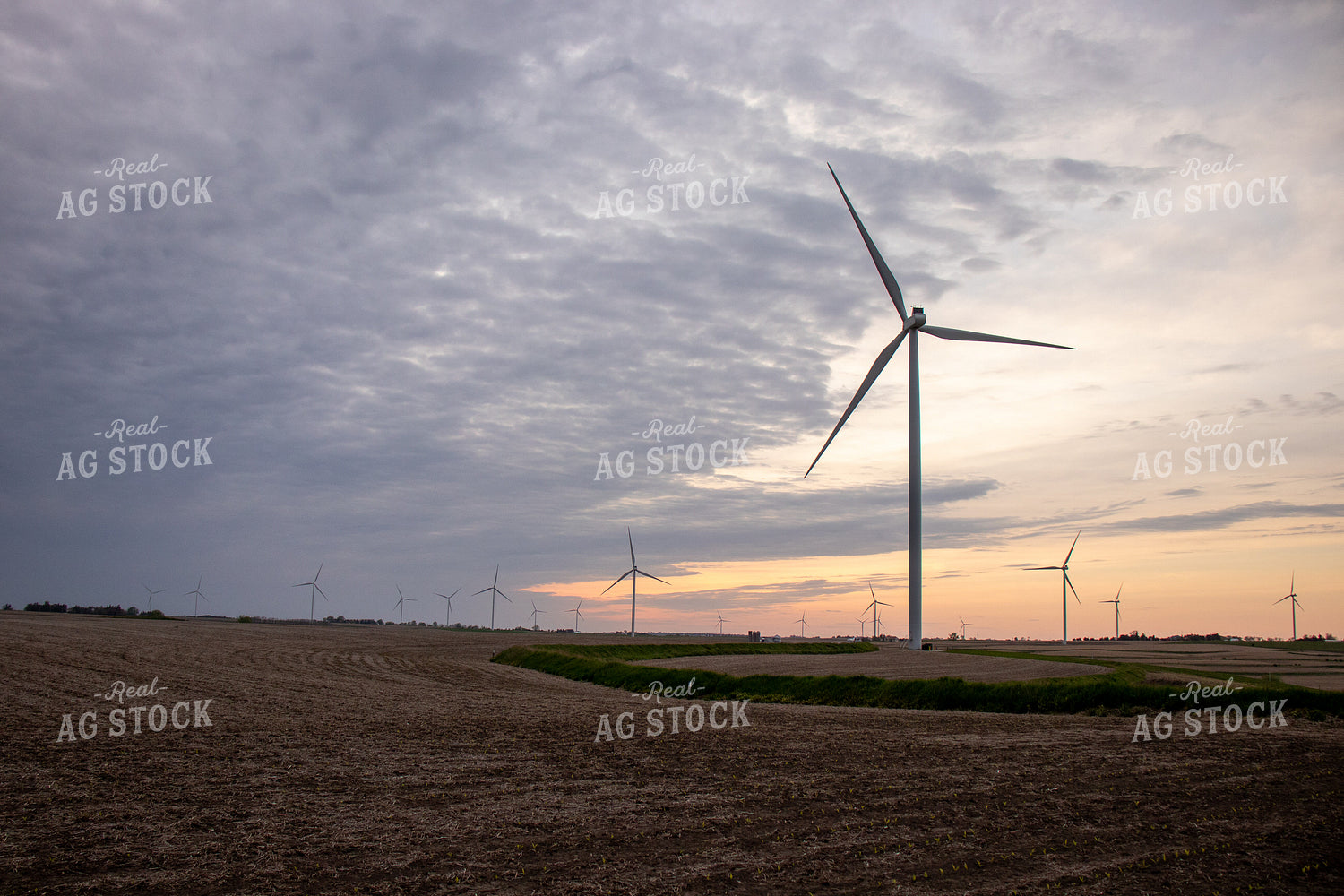 Windmills over Corn Field 67093