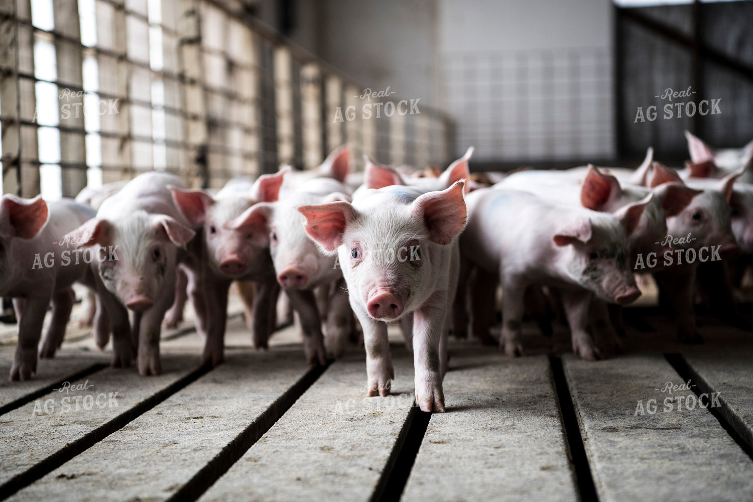 Piglets 197004