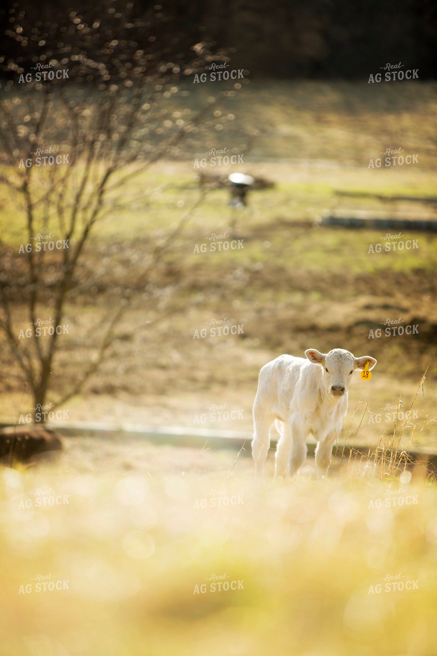 Calf - Charolais and Angus Cross 2255