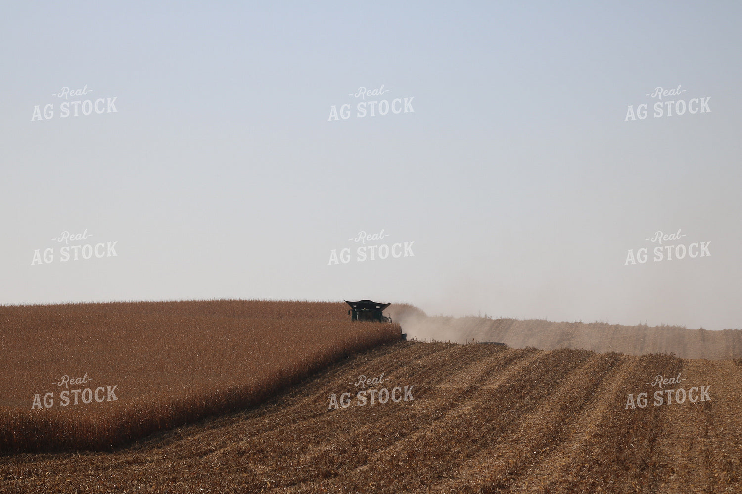 Corn Harvest 82108