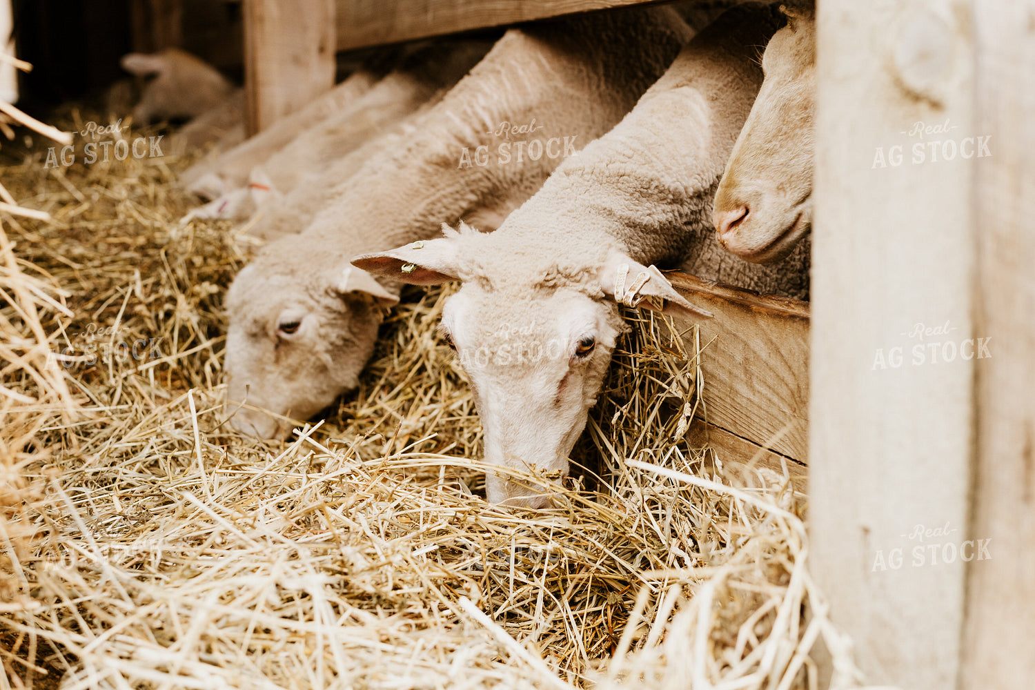 Sheep Eating Straw 68134