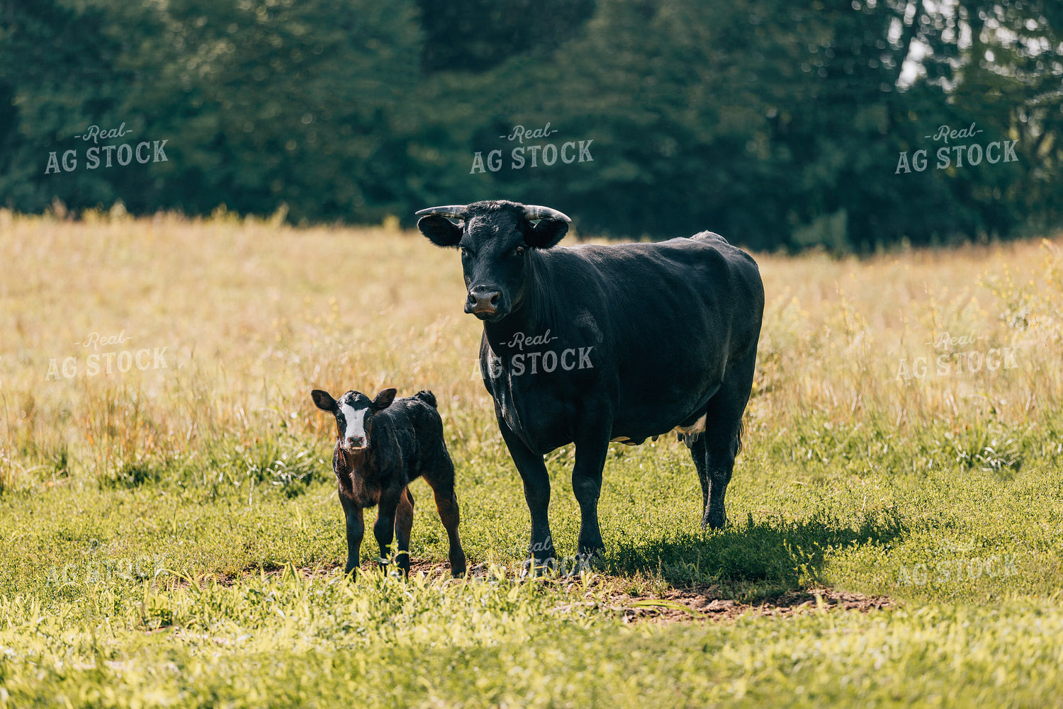 Cow Calf Pair 178051