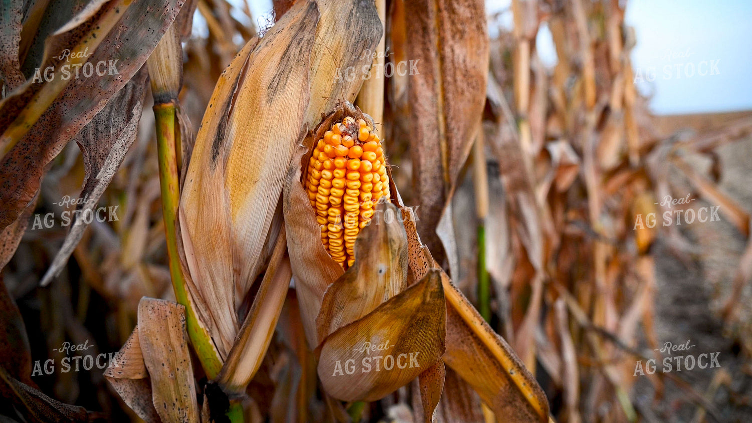Dried Corn Ear in the Field 25498