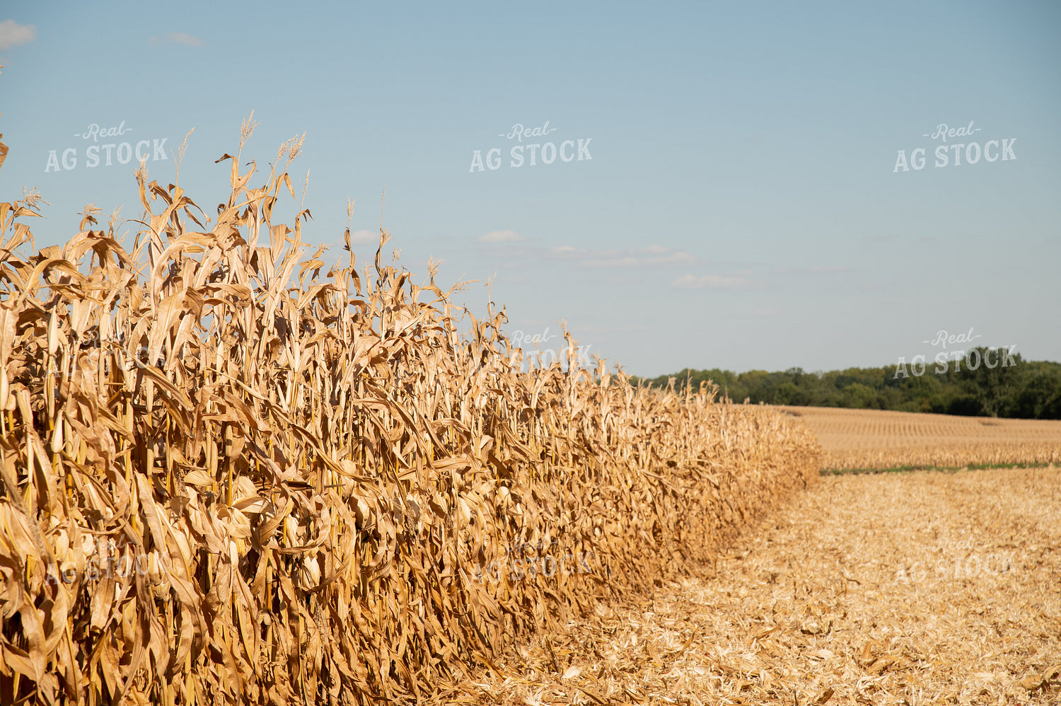 Dried Corn Waiting to be Harvested on a Sunny Day 25918