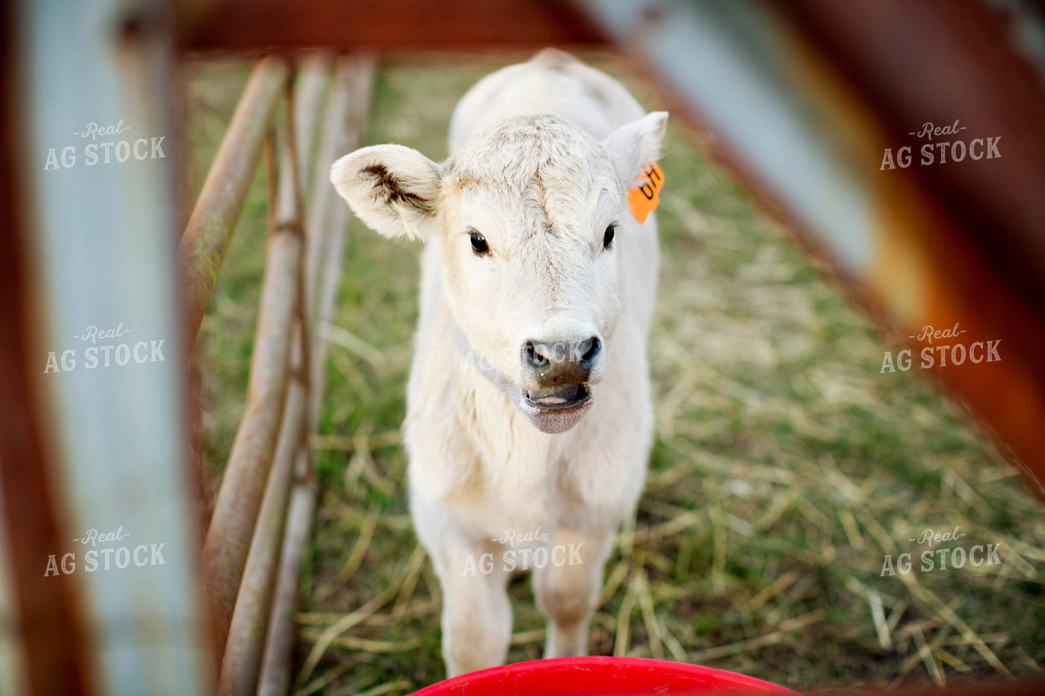 Calf - Charolais and Angus Cross 2249