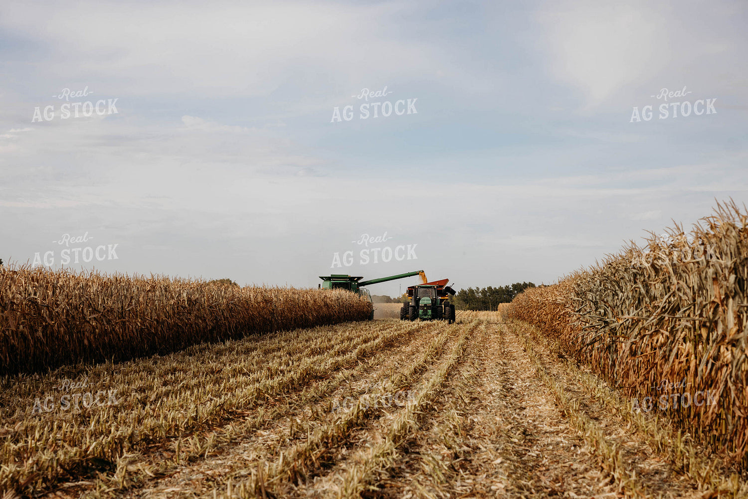 Corn Harvest 152113